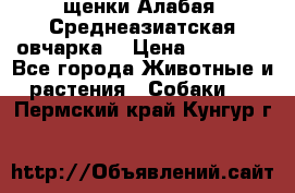 щенки Алабая (Среднеазиатская овчарка) › Цена ­ 15 000 - Все города Животные и растения » Собаки   . Пермский край,Кунгур г.